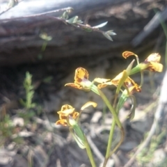 Diuris nigromontana at Canberra Central, ACT - 13 Oct 2015