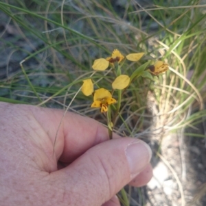 Diuris nigromontana at Point 4242 - 13 Oct 2015