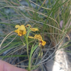 Diuris nigromontana at Point 4242 - 13 Oct 2015