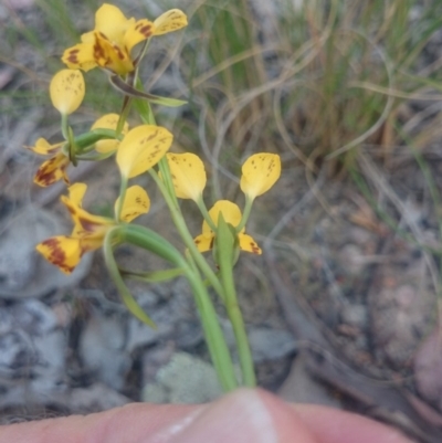 Diuris nigromontana (Black Mountain Leopard Orchid) at Black Mountain - 13 Oct 2015 by gregbaines