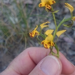 Diuris nigromontana at Undefined Area - suppressed