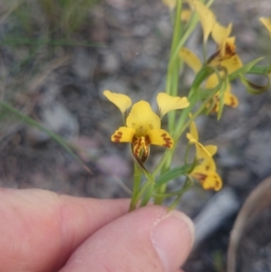 Diuris nigromontana at Undefined Area - suppressed