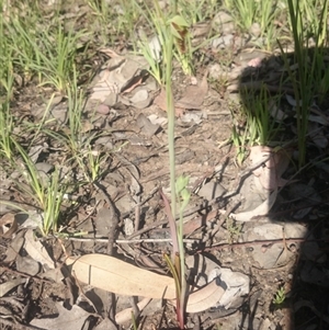 Calochilus montanus at Point 4242 - 13 Oct 2015