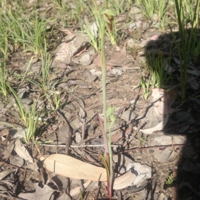 Calochilus montanus (Copper Beard Orchid) at Point 4242 - 13 Oct 2015 by gregbaines