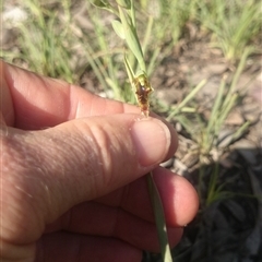 Calochilus montanus at Point 4242 - 13 Oct 2015