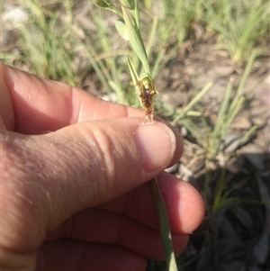 Calochilus montanus at Point 4242 - 13 Oct 2015