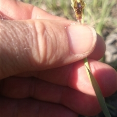 Calochilus montanus at Point 4242 - 13 Oct 2015