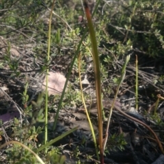 Calochilus montanus (Copper Beard Orchid) at Black Mountain - 13 Oct 2015 by gregbaines