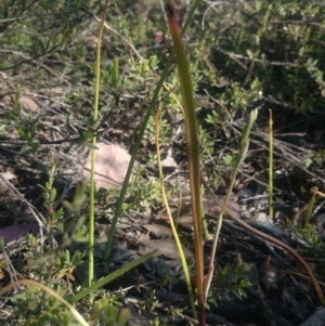 Calochilus montanus at Canberra Central, ACT - 13 Oct 2015