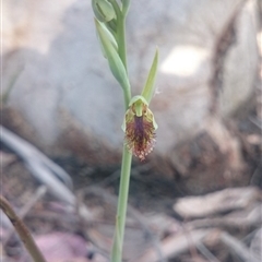 Calochilus montanus at Point 4242 - suppressed