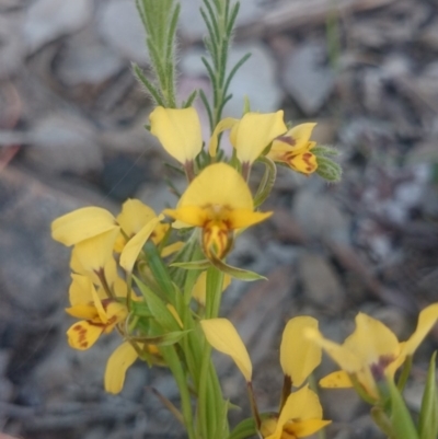Diuris nigromontana (Black Mountain Leopard Orchid) at Point 4242 - 13 Oct 2015 by gregbaines