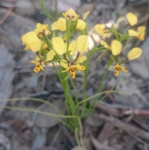 Diuris nigromontana at Point 4242 - suppressed