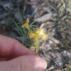 Diuris nigromontana at Point 4242 - suppressed