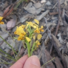 Diuris nigromontana at Point 4242 - suppressed