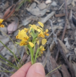 Diuris nigromontana at Point 4242 - suppressed