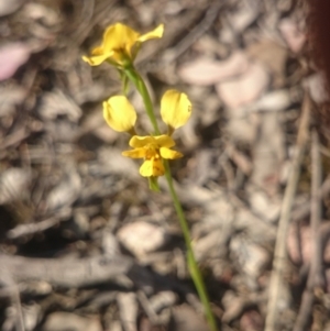 Diuris nigromontana at Point 4242 - suppressed