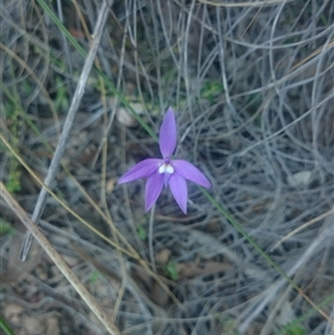 Glossodia major at Undefined Area - suppressed