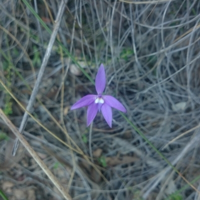 Glossodia major (Wax Lip Orchid) at Black Mountain - 13 Oct 2015 by gregbaines