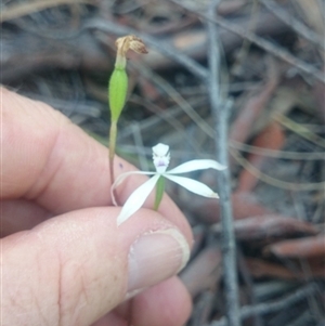 Caladenia ustulata at Point 4855 - suppressed