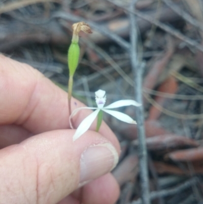 Caladenia ustulata (Brown Caps) at Black Mountain - 13 Oct 2015 by gregbaines