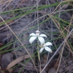 Caladenia ustulata at Point 4855 - suppressed