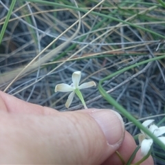 Caladenia ustulata at Point 4855 - suppressed