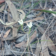 Caladenia ustulata at Point 4855 - suppressed