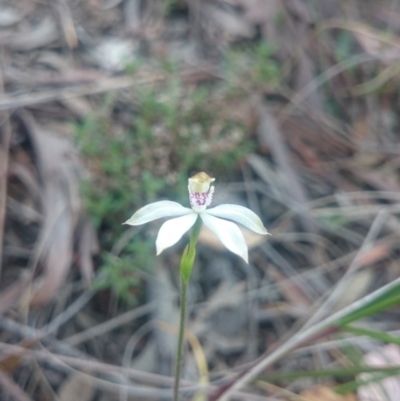 Caladenia moschata (Musky Caps) at Canberra Central, ACT - 13 Oct 2015 by gregbaines