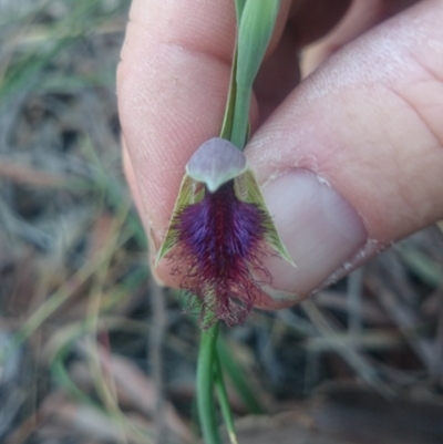 Calochilus platychilus (Purple Beard Orchid) at Black Mountain - 13 Oct 2015 by gregbaines