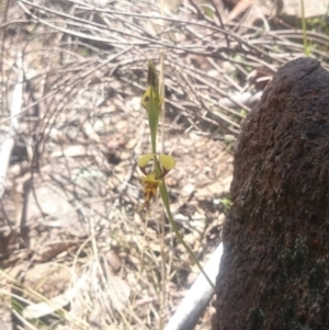 Diuris sulphurea at Coree, ACT - suppressed