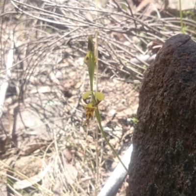 Diuris sulphurea (Tiger Orchid) at Sherwood Forest - 9 Oct 2015 by gregbaines