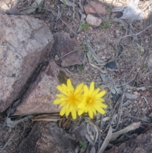 Microseris walteri at Coree, ACT - 9 Oct 2015 02:02 PM