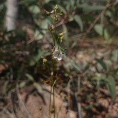 Drosera auriculata (Tall Sundew) at Coree, ACT - 9 Oct 2015 by gregbaines