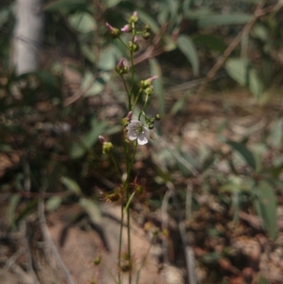 Drosera auriculata (Tall Sundew) at Sherwood Forest - 9 Oct 2015 by gregbaines