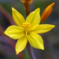 Bulbine bulbosa (Golden Lily, Bulbine Lily) at Belconnen, ACT - 14 Oct 2015 by NathanaelC