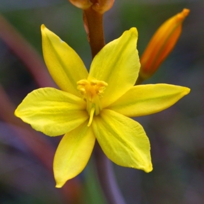 Bulbine bulbosa (Golden Lily) at Belconnen, ACT - 13 Oct 2015 by NathanaelC