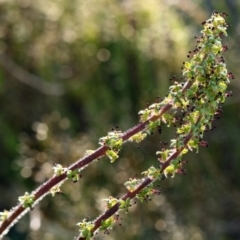 Acaena echinata at Undefined Area - 13 Oct 2015 by NathanaelC