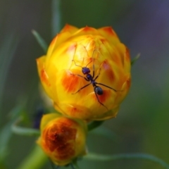 Xerochrysum viscosum (Sticky Everlasting) at Belconnen, ACT - 13 Oct 2015 by NathanaelC