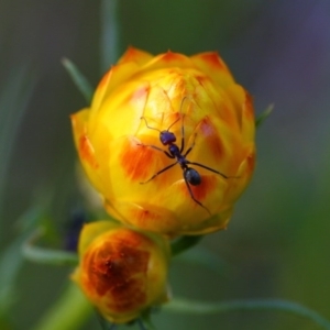 Xerochrysum viscosum at Belconnen, ACT - 14 Oct 2015 08:27 AM