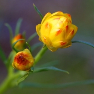 Xerochrysum viscosum at Belconnen, ACT - 14 Oct 2015