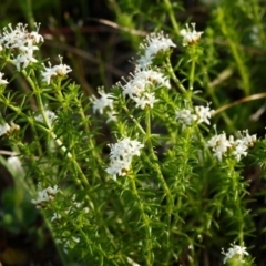 Asperula conferta (Common Woodruff) at Belconnen, ACT - 13 Oct 2015 by NathanaelC