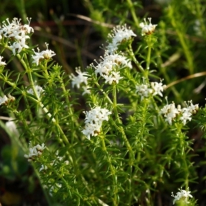 Asperula conferta at Belconnen, ACT - 14 Oct 2015