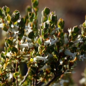 Brachyloma daphnoides at Molonglo Valley, ACT - 14 Oct 2015