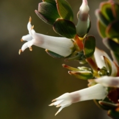 Brachyloma daphnoides at Molonglo Valley, ACT - 14 Oct 2015 08:17 AM