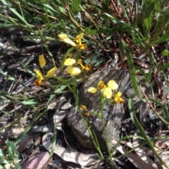 Diuris nigromontana (Black Mountain Leopard Orchid) at Bruce Ridge - 13 Oct 2015 by wrens