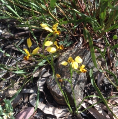 Diuris nigromontana (Black Mountain Leopard Orchid) at Bruce Ridge - 13 Oct 2015 by wrens