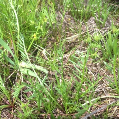 Calotis anthemoides (Chamomile Burr-daisy) at Jerrabomberra Grassland - 14 Oct 2015 by RichardMilner