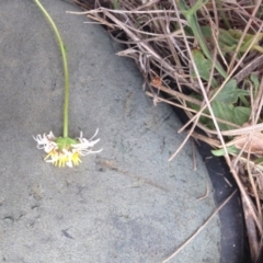 Calotis anthemoides at Hume, ACT - 14 Oct 2015 01:18 PM