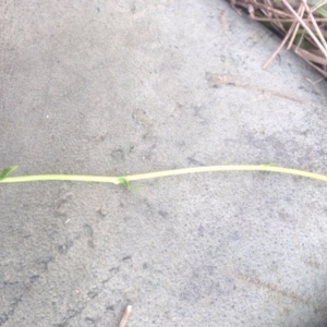 Calotis anthemoides at Hume, ACT - 14 Oct 2015 01:18 PM