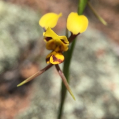 Diuris sulphurea (Tiger Orchid) at Wallaroo, NSW - 14 Oct 2015 by JasonC